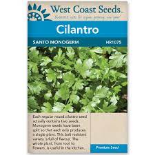 Herb Cilantro Santo Monogerm