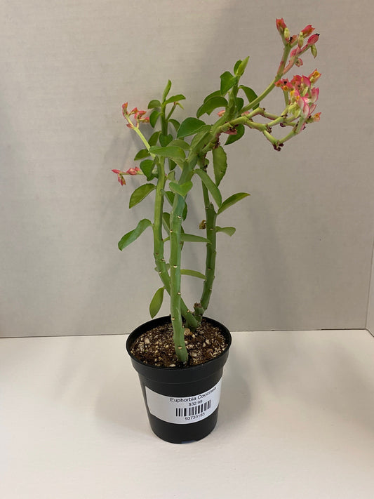 Euphorbia Coccinea