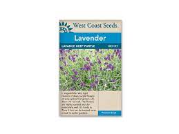 Herb Lavender Lavance Deep Purple