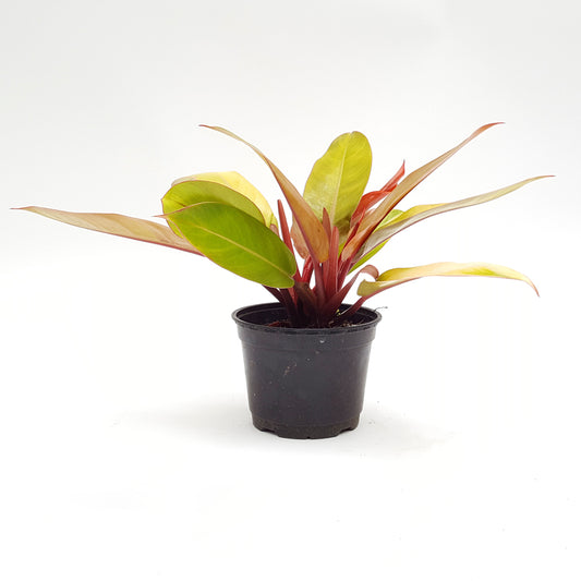 Philodendron Prince Of Orange 4 inch pot