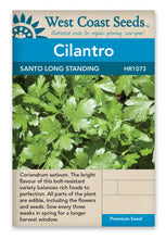 Load image into Gallery viewer, Herb Cilantro Santo Long Standing
