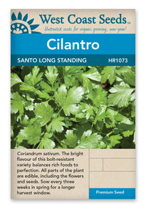Herb Cilantro Santo Long Standing